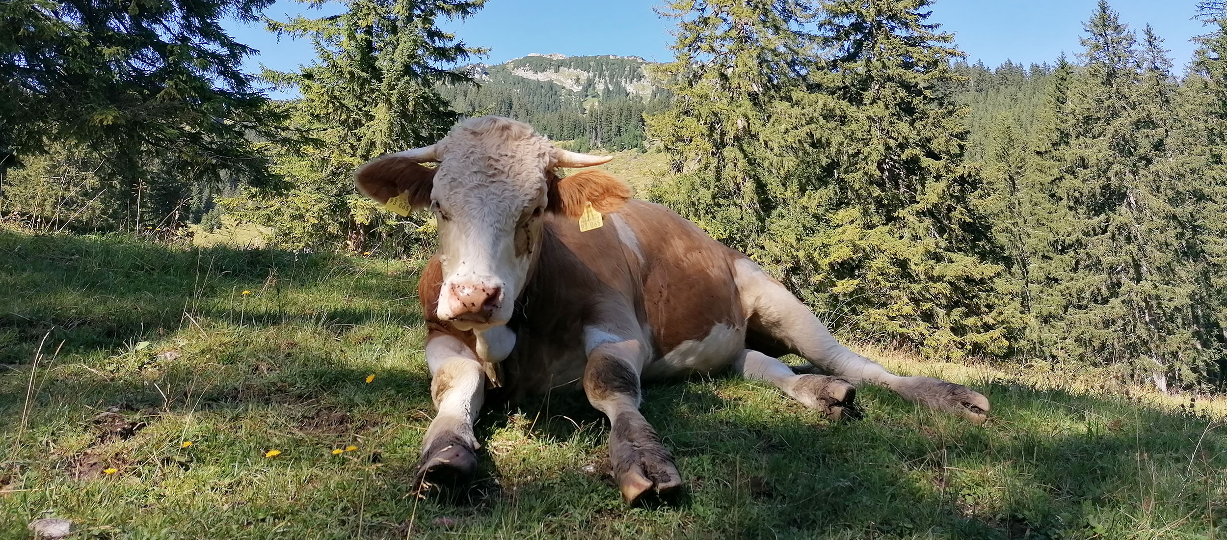 Groß- und Nutztierpraxis Dr. Felix Schellinger, Abb. Kuh auf Weide